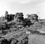 Brimham Rocks